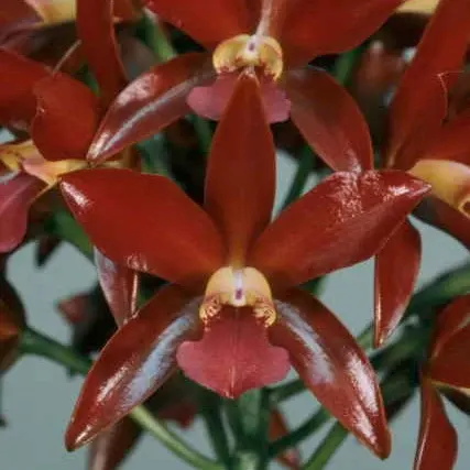 Cattleya Chocolate Drop (Cattleya)