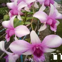 Dendrobium Orchid Plant Pink Lady #196 - Seedling