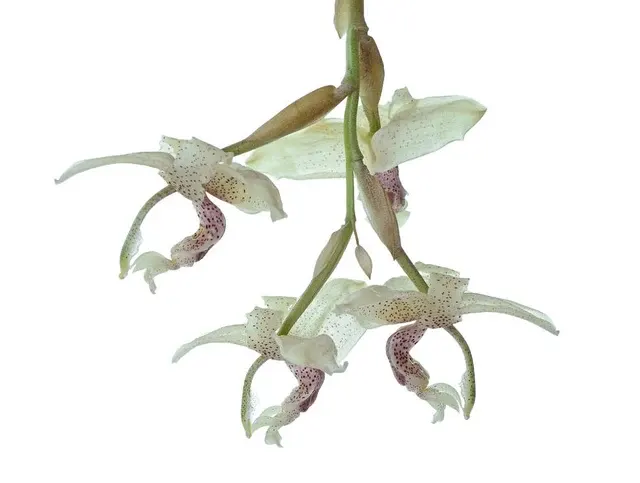 Stanhopea florida (Stanhopea)