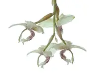 Stanhopea florida