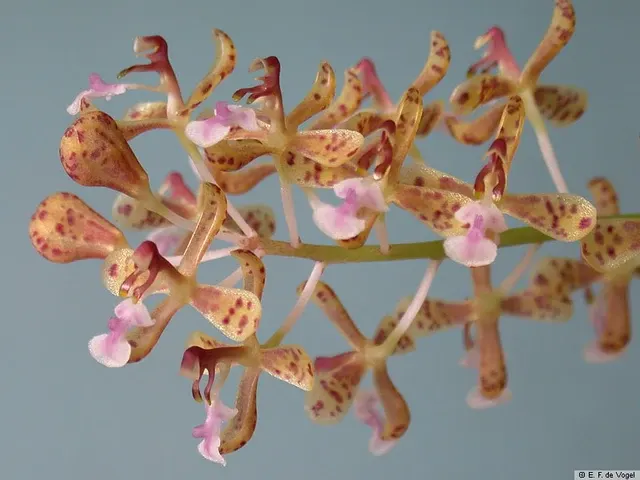 Acriopsis densiflora