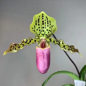 Paphiopedilum HENRYVAN (Paphiopedilum)