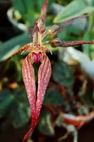 Bulbophyllum rothschildianum