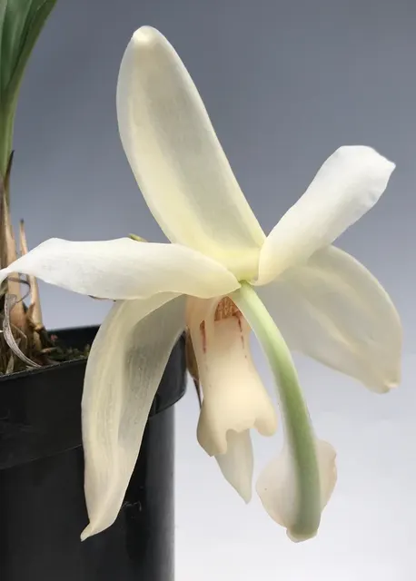 Stanhopea grandiflora (Stanhopea)