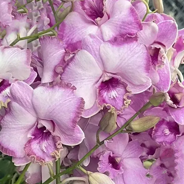 Dendrobium Pink Kayana