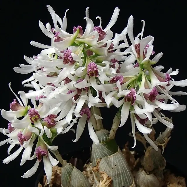 Dendrobium jinghuanum sp