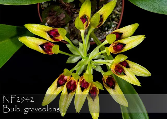 Bulbophyllum graveolens ', Note: Only 10 Available !'