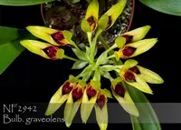 Bulb. graveolens ', Note: only 10 available ! '