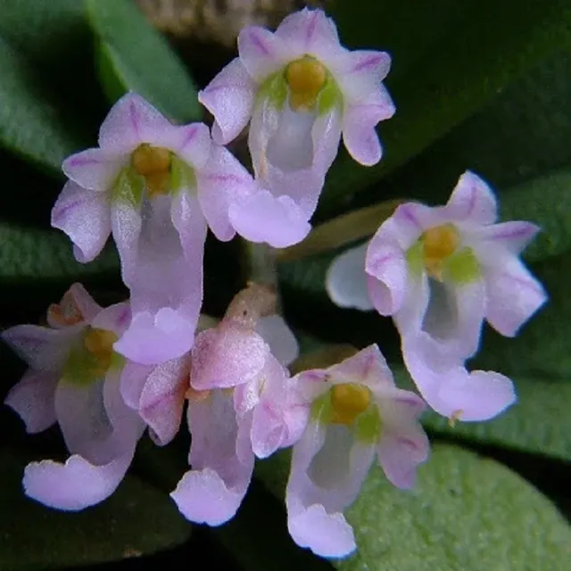 Schoenorchis seidenfadenii sp (Schoenorchis)