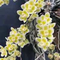 Chiloschista Viridiflava