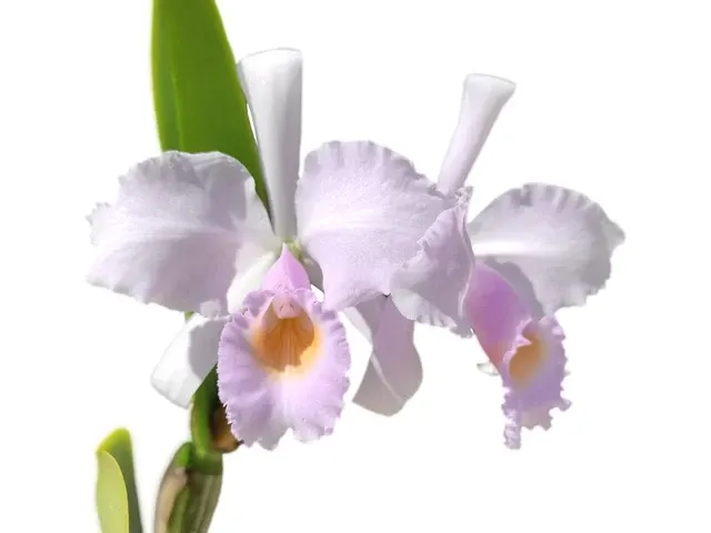 Cattleya trianae f concolor