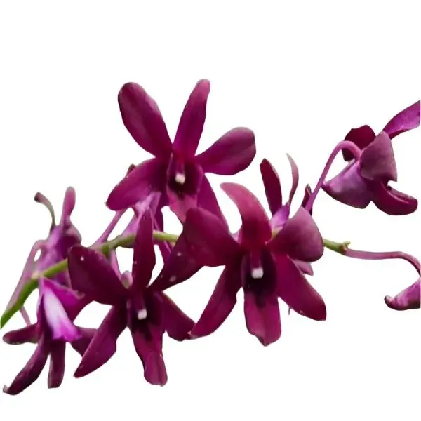 Dendrobium Bom x Udomsri x Jac Concert