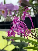 Neofinetia falcata ‘Jangjahong’