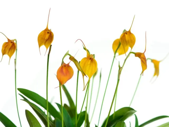 Masdevallia Sol Del Medio Dia (Masdevallia)
