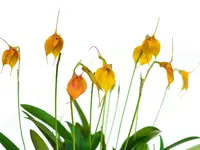 Masdevallia Sol del Medio Dia