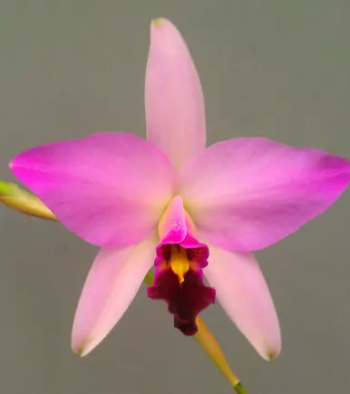 Laelia anceps sub dawsonii fma chilapensis 'Orchid Dynasty'