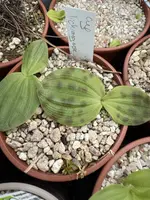 Cypripedium lichiangense and fargesii