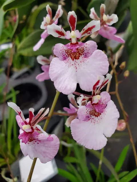 Tolumnia Jairak Firm 'Sweet Pink'