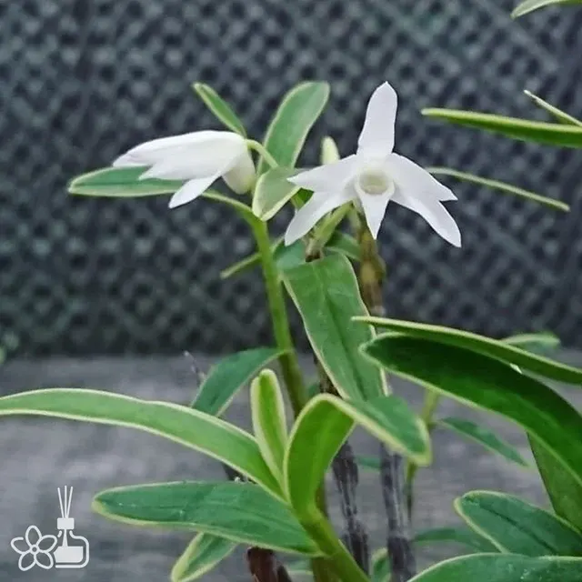 Dendrobium moniliforme 'yamatonishiki'