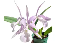 Brassocatanthe Estrella Andina