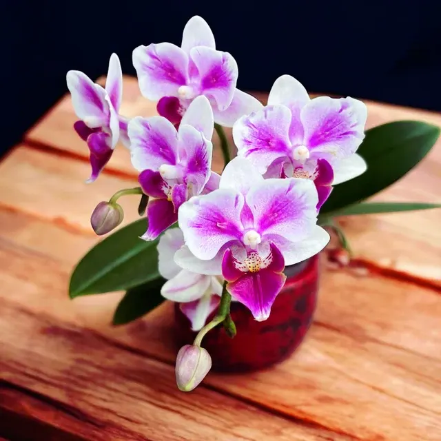 Phalaenopsis Pico Brother Sweetheart