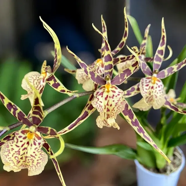 Oncidium Holm’s Wizard Var. #14 -flori Intens Parfumate (Oncidium)