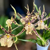Oncidium (Cyrtocidium) Holm’s Wizard var. #20 - flori intens parfumate