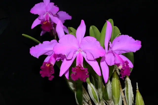 Cattleya trianae 'Camila'