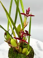 Maxillaria tenuifolia ‘Dark 2nd generation’ "Big Plant"