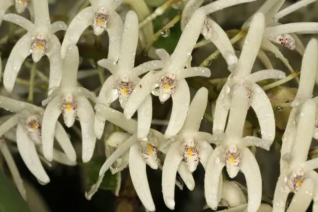 Dendrobium speciosum pedunculatum (Dendrobium)