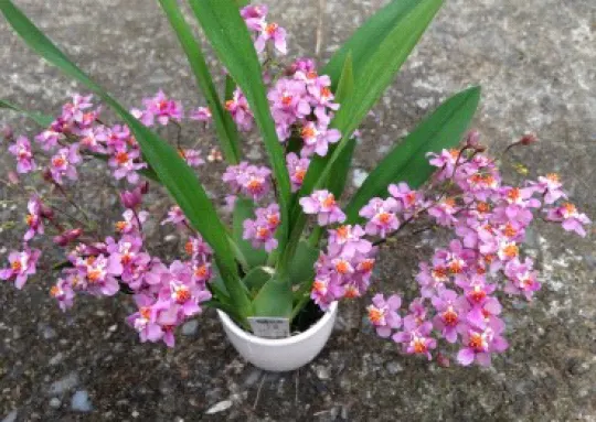 Oncidium Tsiku Marguerite 'Chian-Tzy Dragon #1' (Oncidium)