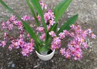 Onc. Tsiku Marguerite 'Chian-Tzy Dragon #1'