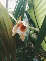 Coelogyne lawrenceana - Fragrant