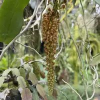 Robiquetia spathulata