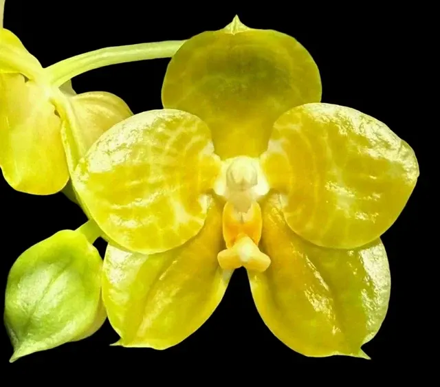 Phalaenopsis YANG YANG YELLOW ANGEL 'Prince' (Phalaenopsis)