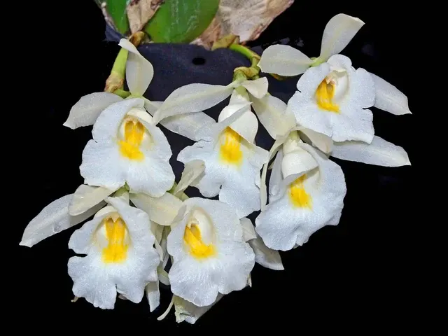 Trichopilia hennisiana (Trichopilia)