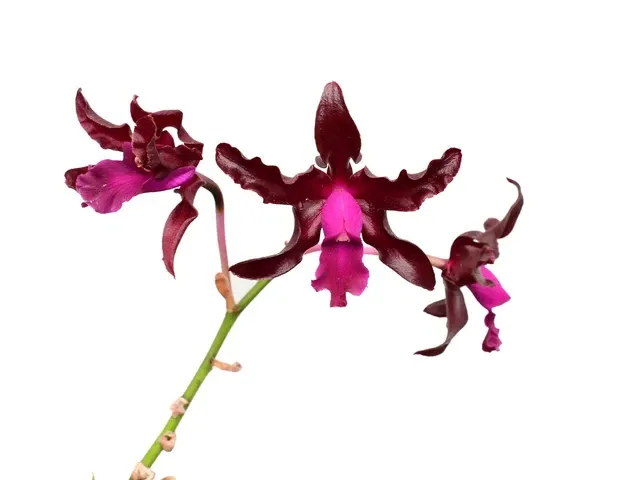 Laeliocattleya Gualaceo Bicentenario (Laeliocattleya)