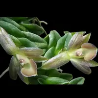 Epidendrum schlechterianum