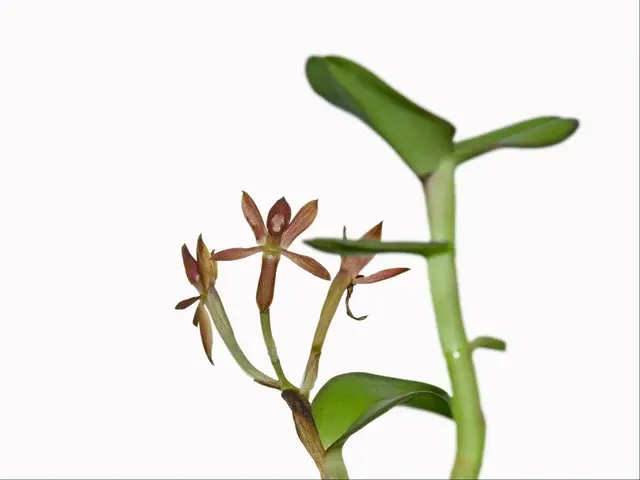 Epidendrum megagastrium (Epidendrum)