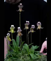 Paphiopedilum fairrieanum