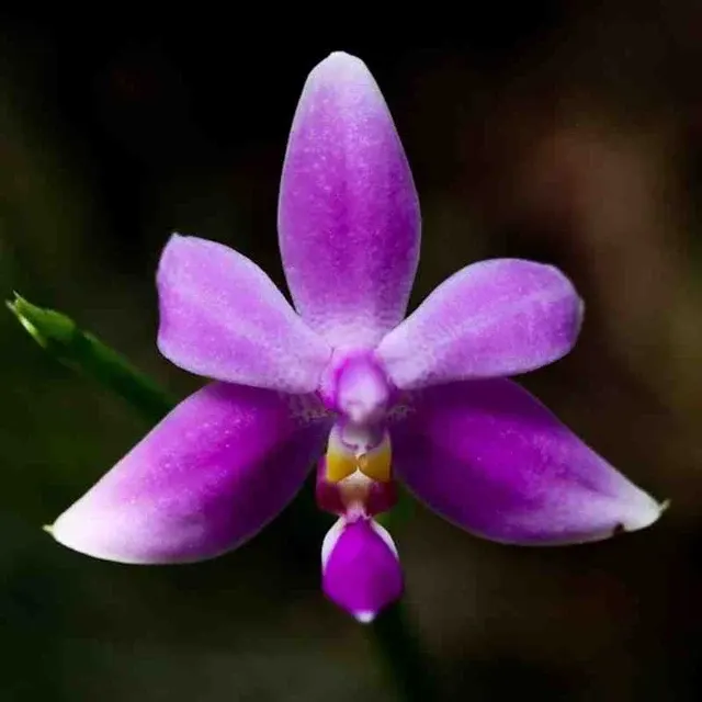 Phalaenopsis violacea var mentawai sp (Phalaenopsis)