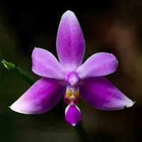 Phalaenopsis violacea var. mentawai sp.