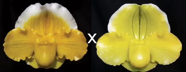 Paphiopedilum Pacific Gege (Paphiopedilum)