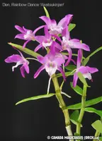 Den. Rainbow Dance 'Akatsukinjan' (MD78) (Hybrid)
