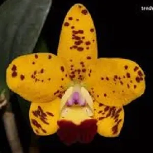 Rhyncholaeliocattleya Dendi Damond Orchid' 'S Gem' (Rhyncholaeliocattleya)