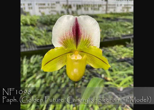 Paphiopedilum Wossner Wolke ', Note: Heat Tolerance' (Paphiopedilum)