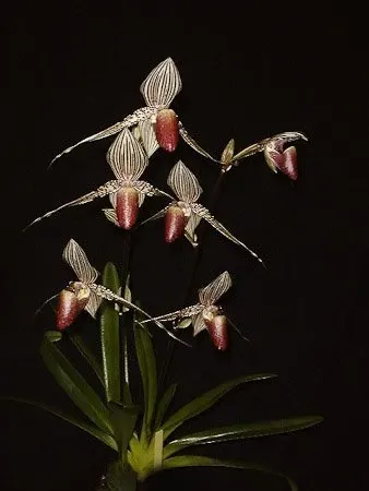 Paphiopedilum rothschildianum 'Big' (Paphiopedilum)