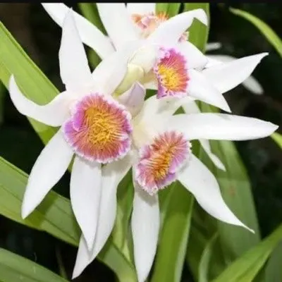 Thunia venosa sp (Thunia)