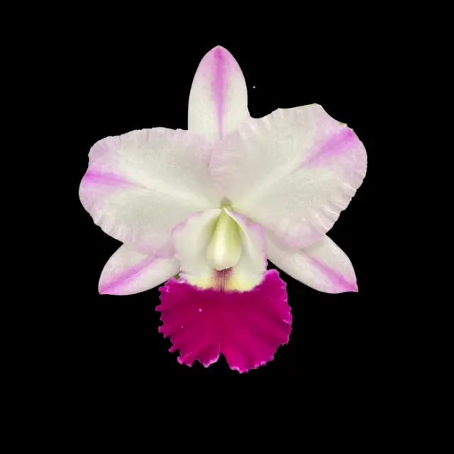 Cattleya Alliance: Rlc. Hua Young Royal