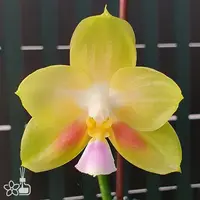 [Bare-root] Phal. Joy Spring Canary 'Shy' 害羞金絲雀 [May in stock]
